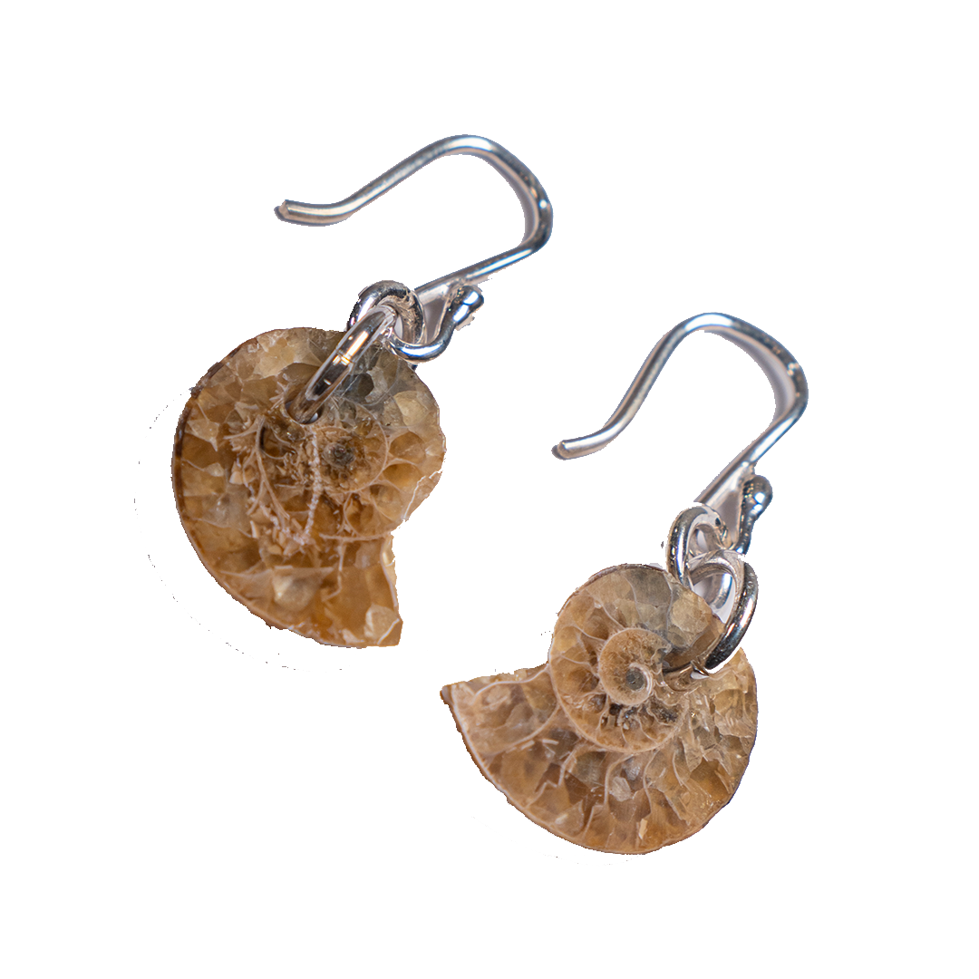 Ammonite fossil earrings